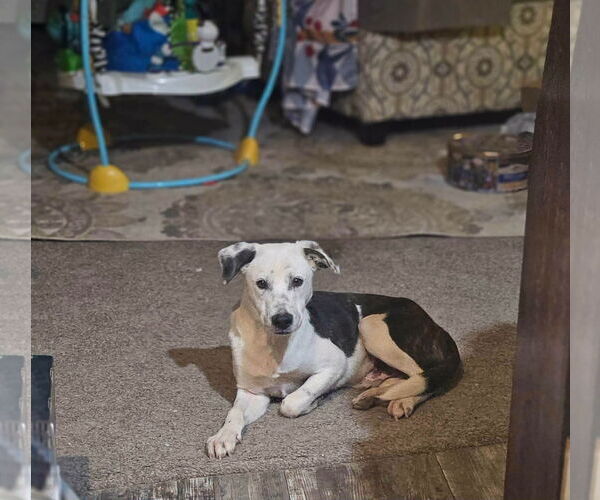 Medium Photo #8 Mutt Puppy For Sale in Wakefield, RI, USA