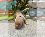 Small #6 Golden Retriever