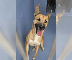 CAPIBARA - Male Siberian Husky-Unknown Mix Dog for Adoption - Photo #2