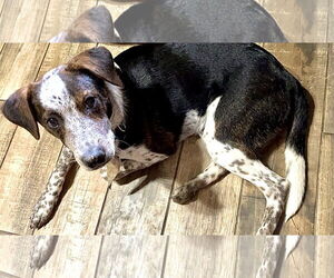 Feist Terrier-Unknown Mix Dogs for adoption in Mobile, AL, USA