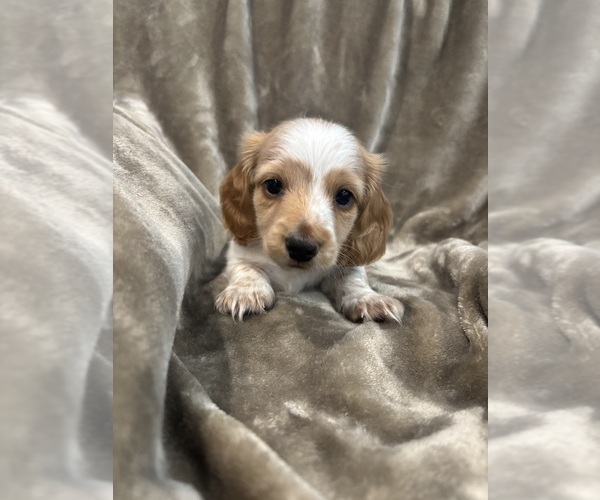 Medium Photo #4 Dachshund Puppy For Sale in DELTONA, FL, USA