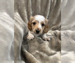 Small #3 Dachshund