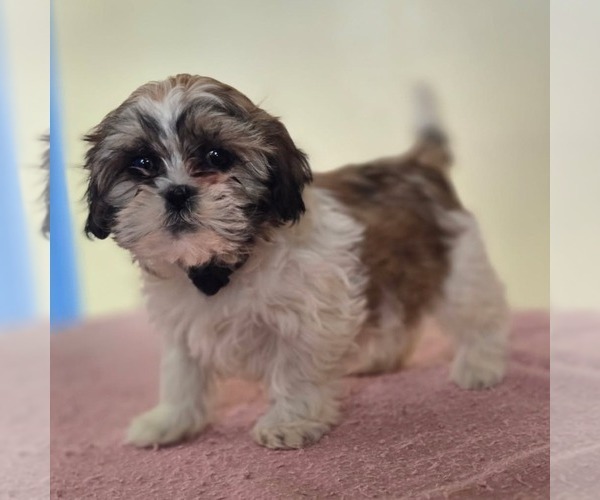 Medium Photo #1 Shih-Poo Puppy For Sale in REEDSBURG, WI, USA