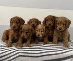 Small #5 Cavapoo