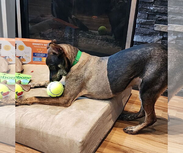 Medium Photo #5 Mutt Puppy For Sale in Fargo, ND, USA