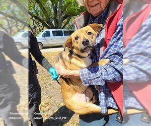 Mutt Dogs for adoption in San Antonio, TX, USA