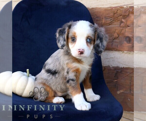 Medium Photo #3 Bernedoodle (Miniature) Puppy For Sale in NARVON, PA, USA