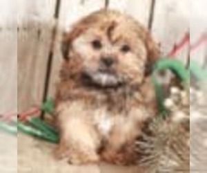 Shorkie Tzu Puppy for sale in MOUNT VERNON, OH, USA