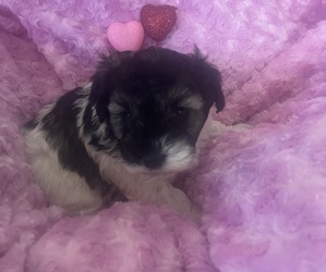 Schnauzer (Miniature) Puppy for sale in WEST BRANCH, IA, USA