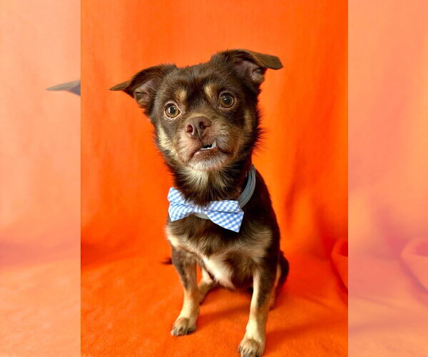 Medium Photo #2 Cheeks Puppy For Sale in Hillsboro, MO, USA