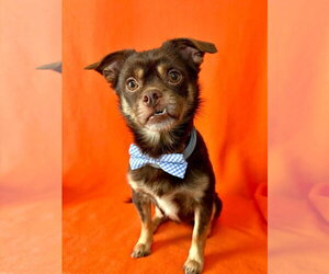 Copper - Male Cheeks Dog for Adoption - Photo #2