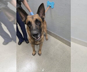 Mutt Dogs for adoption in Las Vegas, NV, USA