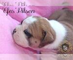 Small Photo #21 Olde English Bulldogge Puppy For Sale in WRIGHT CITY, MO, USA