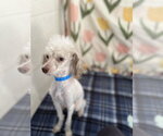 Small Photo #4 Poodle (Toy)-Unknown Mix Puppy For Sale in Pacolet, SC, USA