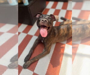 Mutt Dogs for adoption in Philadelphia, PA, USA