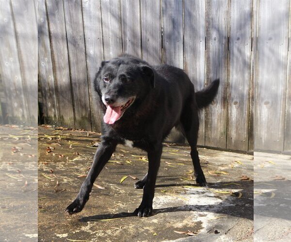 Medium Photo #2 Labrador Retriever Puppy For Sale in Jackson, MS, USA