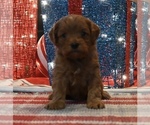Small #2 Cavapoo (Miniature)