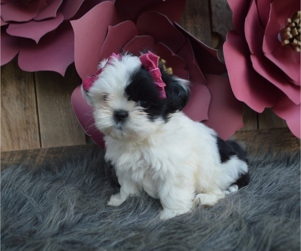 Medium Photo #3 Shih Tzu Puppy For Sale in HONEY BROOK, PA, USA