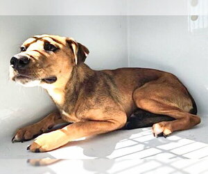 Staffordshire Bull Terrier-Unknown Mix Dogs for adoption in Houston, TX, USA