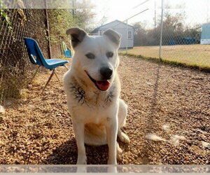 Tucker - Male Siberian Husky-Unknown Mix Dog for Adoption - Photo #4
