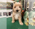 Puppy 5 Goldendoodle (Miniature)