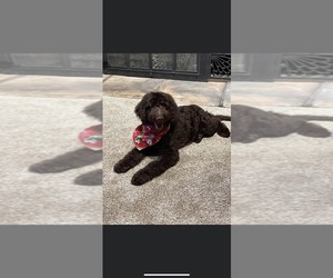 Labradoodle Puppy for sale in PEORIA, IL, USA