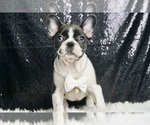 Puppy Auggie AKC French Bulldog