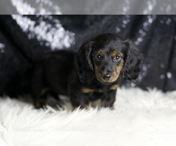 Medium Photo #3 Dachshund Puppy For Sale in WARSAW, IN, USA
