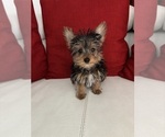 Image preview for Ad Listing. Nickname: Romeo