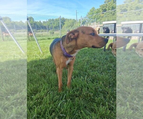 Medium Photo #3 Labrador Retriever-Unknown Mix Puppy For Sale in MIDWAY, UT, USA