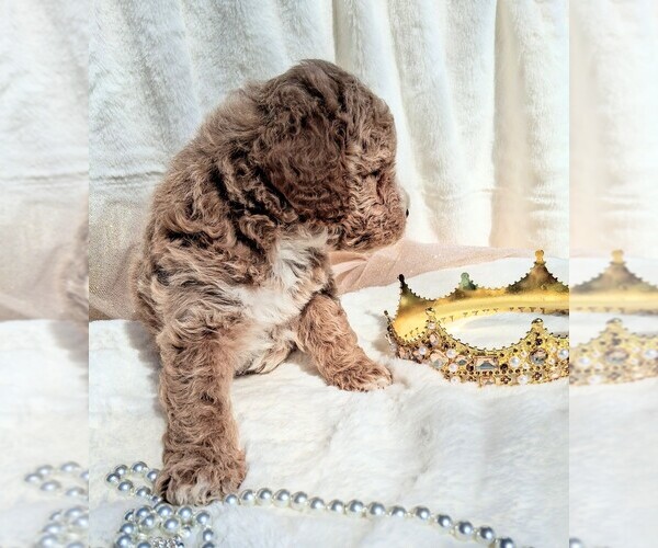 Medium Photo #4 Goldendoodle (Miniature) Puppy For Sale in GASTONIA, NC, USA