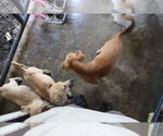 Small #30 Labrador Retriever Mix