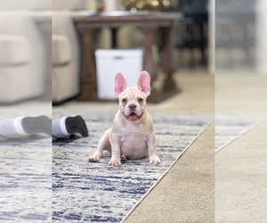 French Bulldog Puppy for Sale in FONTANA, California USA