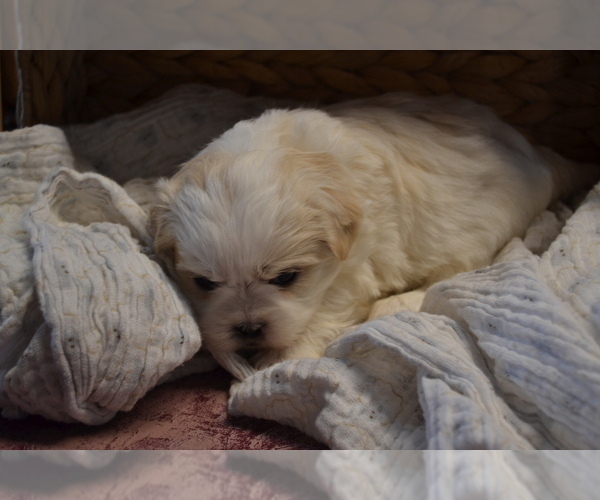 Medium Photo #2 Mal-Shi Puppy For Sale in GREENWOOD, WI, USA