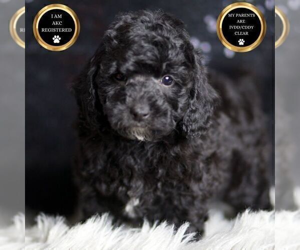 Medium Photo #125 Poodle (Toy) Puppy For Sale in WARSAW, IN, USA