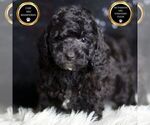 Small #7 Poodle (Toy)