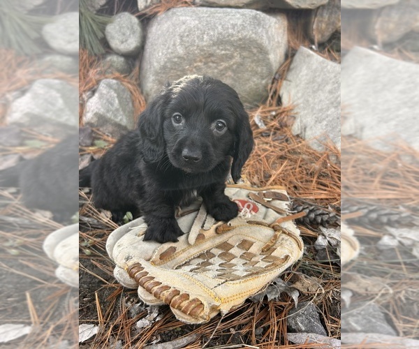 Medium Photo #4 Dachshund Puppy For Sale in MIDDLEBURY, IN, USA