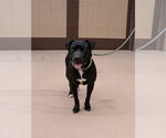 Small #19 Labrador Retriever Mix
