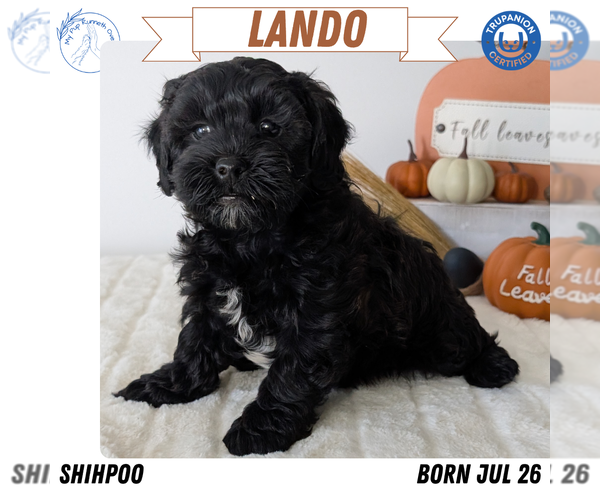 Medium Photo #12 ShihPoo Puppy For Sale in GOSHEN, IN, USA