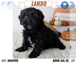 Small #11 ShihPoo