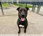 Small #1 American Pit Bull Terrier