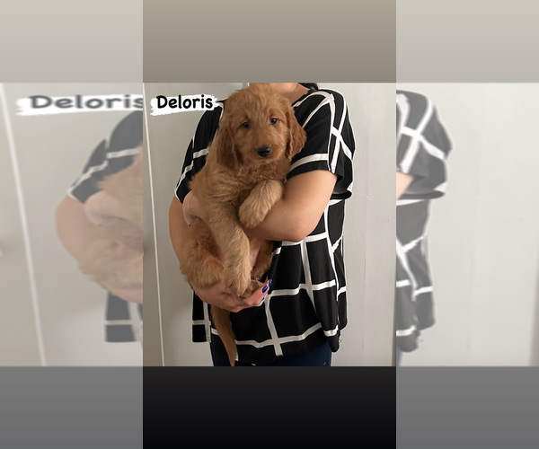 Medium Photo #3 Goldendoodle Puppy For Sale in GLENDALE, CA, USA