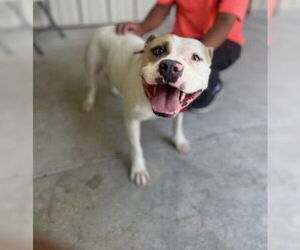 American Pit Bull Terrier-Unknown Mix Dogs for adoption in Temple, TX, USA