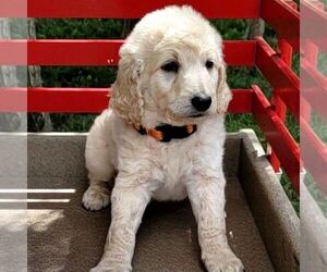Goldendoodle-Poodle (Miniature) Mix Puppy for sale in BURKE, NY, USA