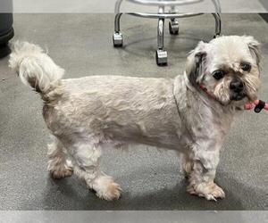 Lhasa Apso Dogs for adoption in Forestville, MD, USA