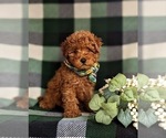 Small Photo #3 Goldendoodle (Miniature) Puppy For Sale in QUARRYVILLE, PA, USA