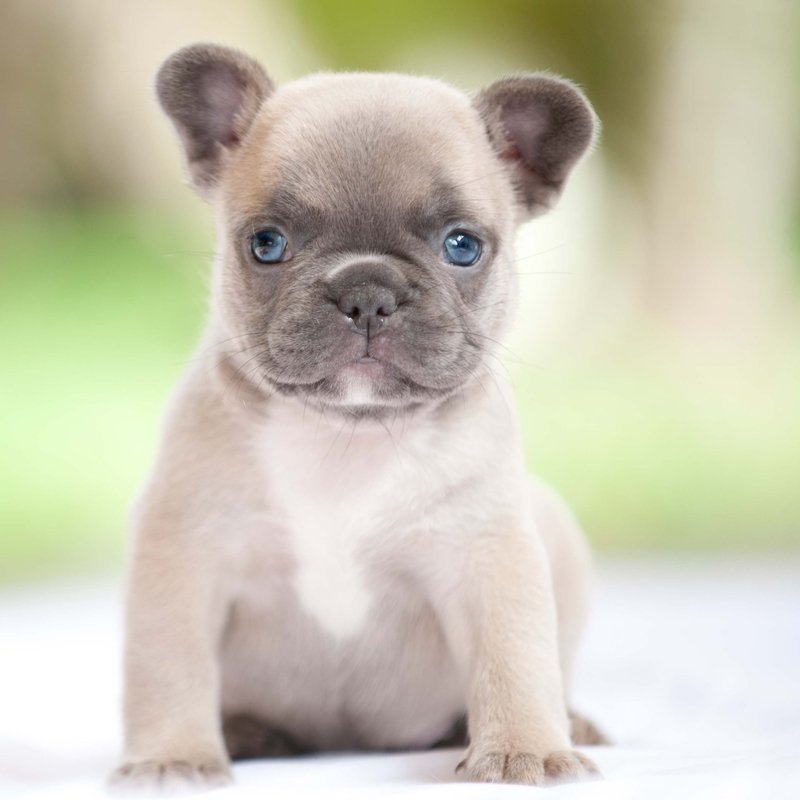 View Ad: French Bulldog Puppy for Sale near Florida, FORT ...