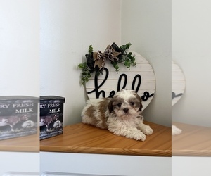 Shih-Poo Puppy for sale in INDIANAPOLIS, IN, USA