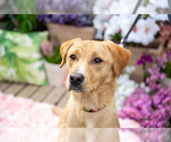 Medium Photo #7 Labrador Retriever-Unknown Mix Puppy For Sale in Brooklyn Center, MN, USA