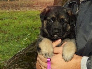 German Shepherd Dog Puppy for sale in SHREVE, OH, USA